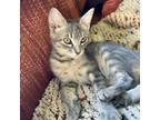Adopt Maryanne a Gray or Blue Domestic Shorthair / Mixed cat in Foley
