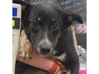 Adopt Clara a Black Mixed Breed (Medium) / Mixed dog in Lindenwold