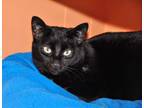 Adopt Gus Gus a Domestic Shorthair / Mixed (short coat) cat in Brigham City -