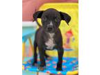Adopt Jasper a Black - with White Mixed Breed (Medium) / Mixed dog in Hamilton