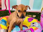 Adopt Summer a Brown/Chocolate - with Black Mixed Breed (Medium) / Mixed dog in