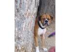 Adopt GEORGE a Boxer dog in Kuna, ID (38871788)