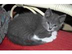 Adopt Ariel Willingham a Gray or Blue (Mostly) Domestic Shorthair (short coat)