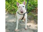 Adopt Chico a White - with Tan, Yellow or Fawn Bull Terrier / Mixed dog in East