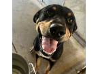 Adopt Snooper a Black Rottweiler / Shepherd (Unknown Type) / Mixed dog in
