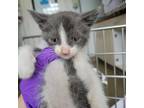 Adopt Sky Sky a Gray or Blue Domestic Shorthair / Mixed cat in Westminster