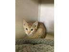 Adopt George a Orange or Red Domestic Shorthair (short coat) cat in Pagosa