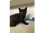 Adopt Ringo a All Black Domestic Longhair (long coat) cat in Pagosa Springs