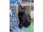 Adopt John a All Black Domestic Shorthair (short coat) cat in Pagosa Springs