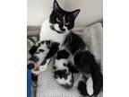 Adopt Furby & 2 kittens a Black & White or Tuxedo Domestic Mediumhair (medium