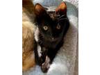Adopt Boba a All Black Domestic Shorthair (short coat) cat in East Brunswick
