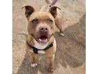 Adopt Canela a Brown/Chocolate Boxer / Mixed Breed (Medium) / Mixed dog in Taos