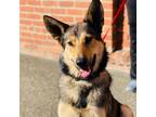 Adopt FOXY ROXY a Black Shepherd (Unknown Type) / Mixed dog in Pt.