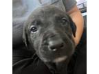 Adopt Duke a German Shepherd Dog / Labrador Retriever / Mixed dog in Houston