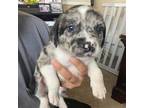 Adopt Ace a German Shepherd Dog / Labrador Retriever / Mixed dog in Houston