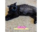 Adopt Middy a All Black Domestic Longhair (long coat) cat in Queen Creek