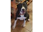 Adopt Milie a Black - with White American Pit Bull Terrier / Mixed dog in