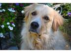 Adopt Happie a Red/Golden/Orange/Chestnut - with White Golden Retriever / Great