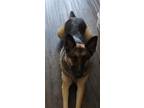 Adopt Riley a Black - with Tan, Yellow or Fawn German Shepherd Dog / Mixed dog