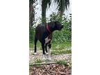 Adopt Gracie a Black - with White Labrador Retriever / Rat Terrier / Mixed dog