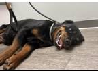 Adopt HOLLY a Black - with Brown, Red, Golden, Orange or Chestnut Rottweiler /