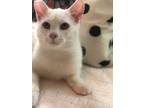 Adopt Frosty a White Domestic Shorthair (short coat) cat in Mooresville