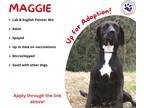Adopt Maggie a Black - with White Labrador Retriever / English Pointer / Mixed
