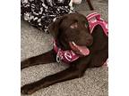 Adopt Piper a Brown/Chocolate Labrador Retriever / Mixed dog in Blythewood
