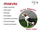 Adopt Marvin a Tricolor (Tan/Brown & Black & White) Treeing Walker Coonhound /