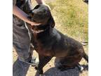 Adopt Midnight a Black Retriever (Unknown Type) / Mixed dog in Midland