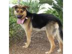 Adopt Cassidy a Brown/Chocolate - with Black German Shepherd Dog / Mixed dog in