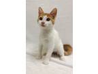 Adopt Rex a Orange or Red (Mostly) Domestic Shorthair (short coat) cat in
