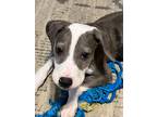 Adopt Tater a Gray/Silver/Salt & Pepper - with White Pit Bull Terrier dog in