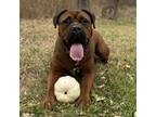 Adopt Papa a Brown/Chocolate Bullmastiff / Boxer / Mixed dog in Kansas City