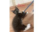 Adopt Reese a Black & White or Tuxedo Domestic Shorthair (short coat) cat in San