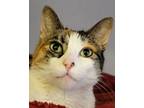 Adopt Paloma a Calico or Dilute Calico Calico (short coat) cat in Grayslake