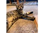 Adopt Cherlene a Brown Tabby Domestic Shorthair (short coat) cat in San Luis