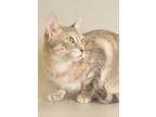 Adopt Cait a Spotted Tabby/Leopard Spotted Domestic Shorthair / Mixed cat in