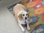 Adopt Elsa a White - with Red, Golden, Orange or Chestnut Beagle / Mixed dog in