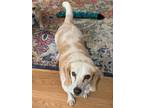 Adopt Darla a White - with Red, Golden, Orange or Chestnut Beagle / Mixed dog in