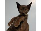 Adopt Briana a All Black Domestic Shorthair / Mixed cat in San Antonio