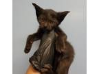 Adopt Britt a All Black Domestic Shorthair / Mixed cat in San Antonio