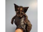 Adopt Tori a All Black Domestic Shorthair / Mixed cat in San Antonio