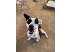 Adopt Shaylee a White American Pit Bull Terrier / Mixed dog in Durango