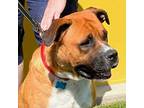 Adopt Uki a Tricolor (Tan/Brown & Black & White) Mastiff / Boxer / Mixed dog in