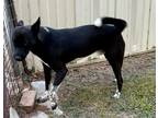Adopt Oliver a Black - with White Australian Kelpie / Mixed dog in Allentown