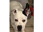 Adopt Domino a Black - with White American Pit Bull Terrier / Mixed dog in Las