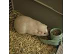 Adopt Caius a Guinea Pig small animal in St. Louis, MO (38876733)