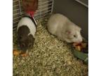 Adopt Aro a Guinea Pig small animal in St. Louis, MO (38876732)