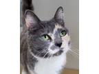 Adopt Millie a Calico or Dilute Calico Calico (short coat) cat in Grayslake